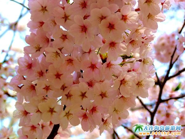 旅順龍王塘櫻花