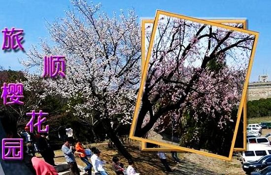 2021大連旅順櫻花一日游